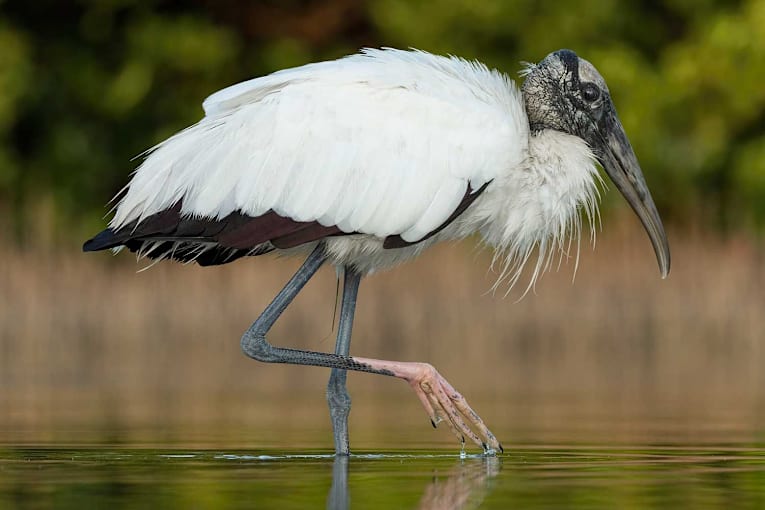 Florida couple buys 45-acre swamp to protect land. Now 275 wood storks Live there and are no longer endangered