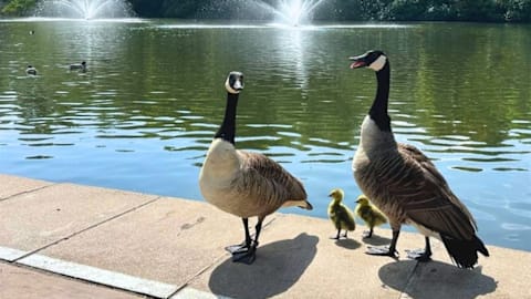 Members accuse tennis club of &lsquo;deliberately concealing&rsquo; culling of beloved geese
