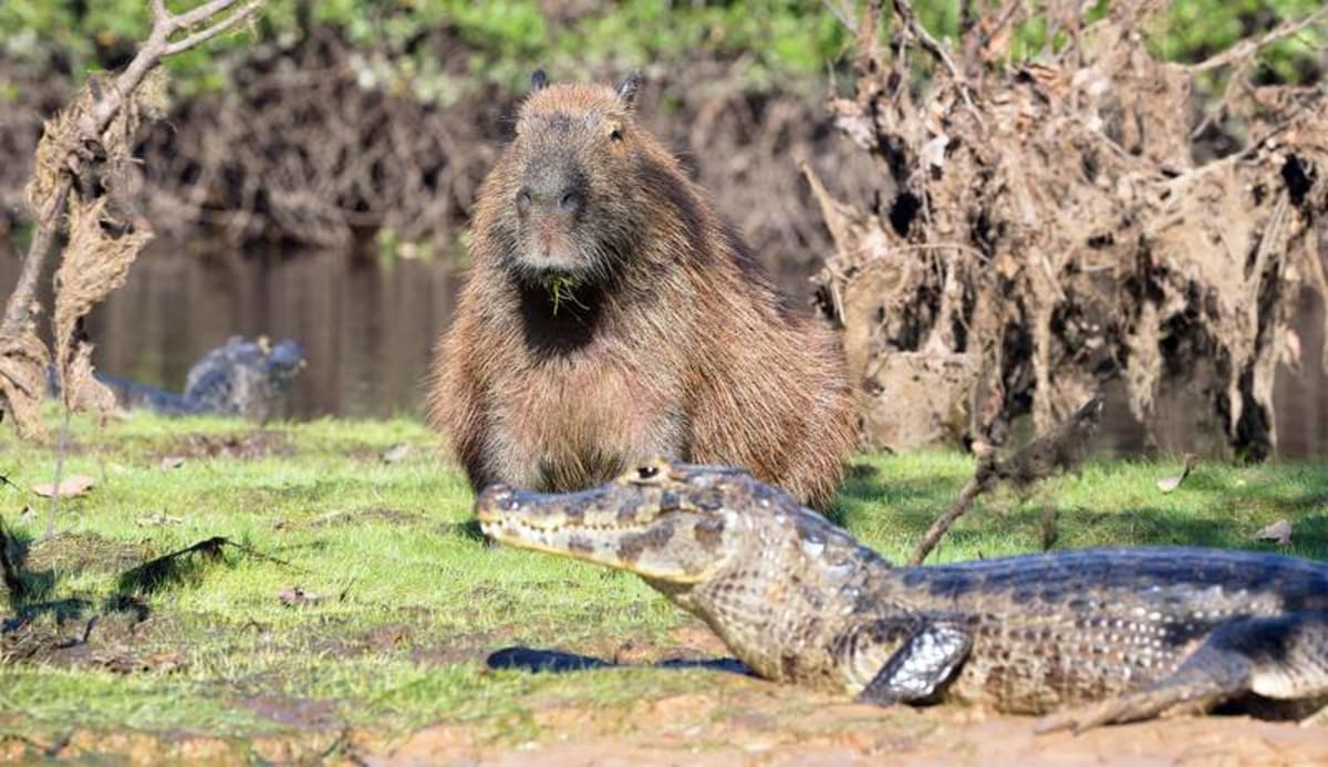 Capybaras share riverbanks with crocodiles, but the peace treaty is less friendly than it looks