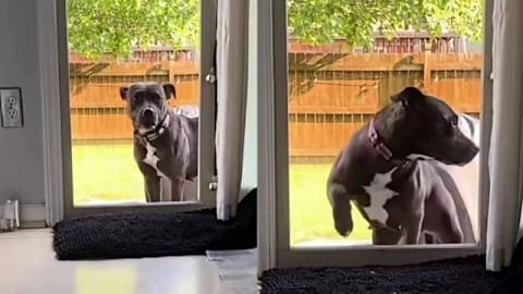 Foster dog, once not allowed inside the home, still stops at the door until she knows it’s safe