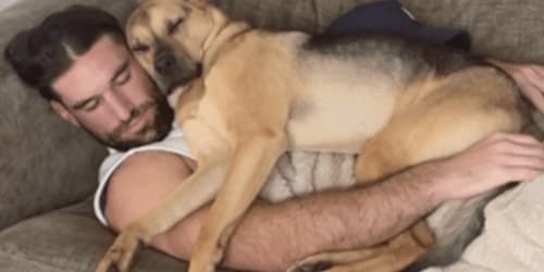 Human approaches rescue dog without asking for cuddles and what happens next is unbelievable
