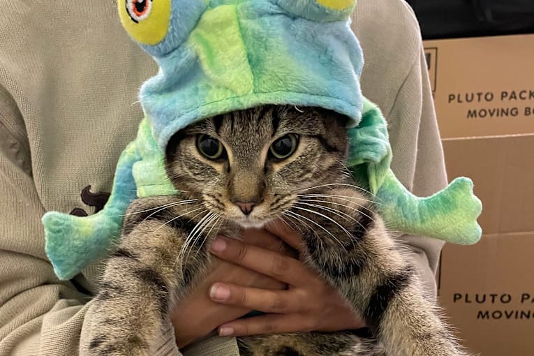 Cat owners handed massive vet bill after London heatwave accident: 'We just wanted to keep him cool'