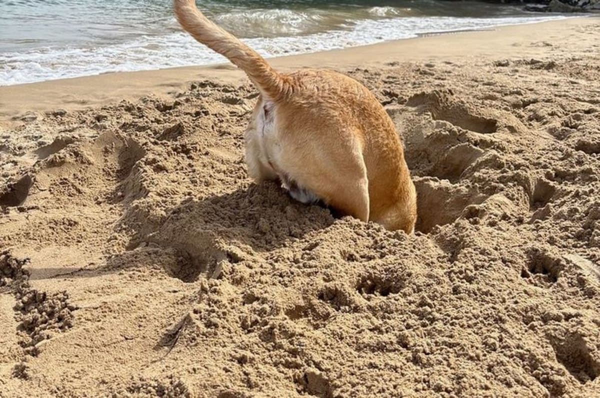 Labrador wins 'wildlife' photo contest with snap of his rear end - AOL