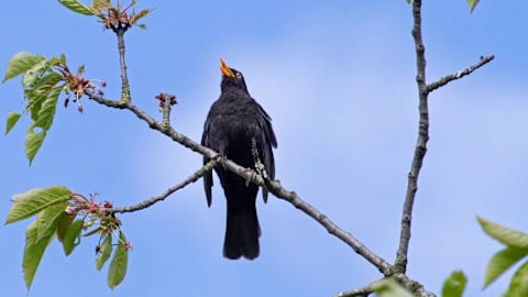 Country diary: There’s no blackbird song like the one on my street