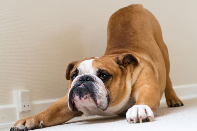 Clever ways your dog tries to negotiate for a second breakfast