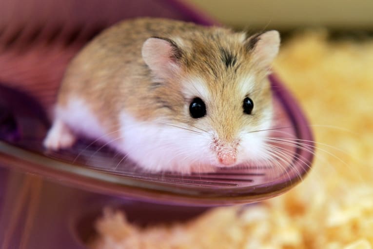 Violent prisoners allowed to pet hamster to help them calm down
