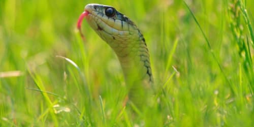 The easy but effective (and free) way to keep snakes away from your home
