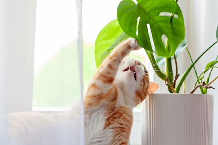 Everyday household sounds that drive your cat secretly wild