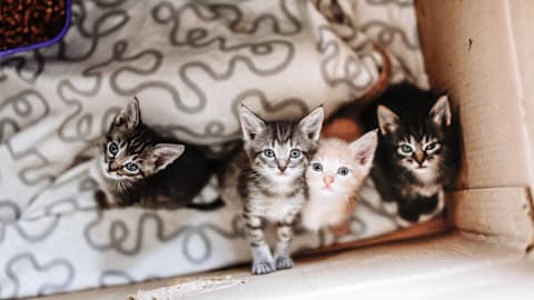 Mama cat’s epic ‘stash spot’ for her kittens is somewhere no one saw coming
