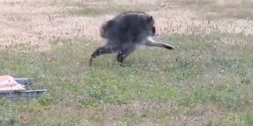 Oddly shaped raccoon believed to have a spine deformity becomes viral star in Seattle