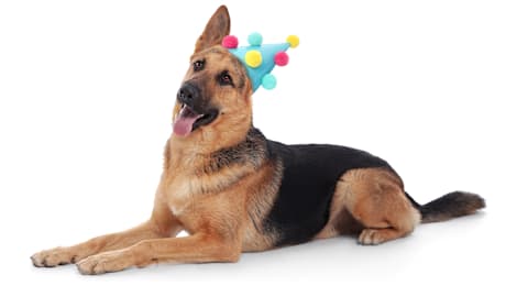 German shepherd turns 8 surrounded by all 14 of her furry siblings