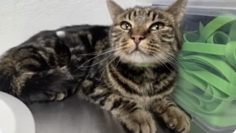 Fridge the cat finds her way home after 40 days in Colorado national park