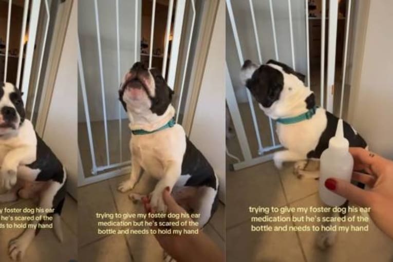 Foster dog demands mandatory paw hold from mom before taking medication