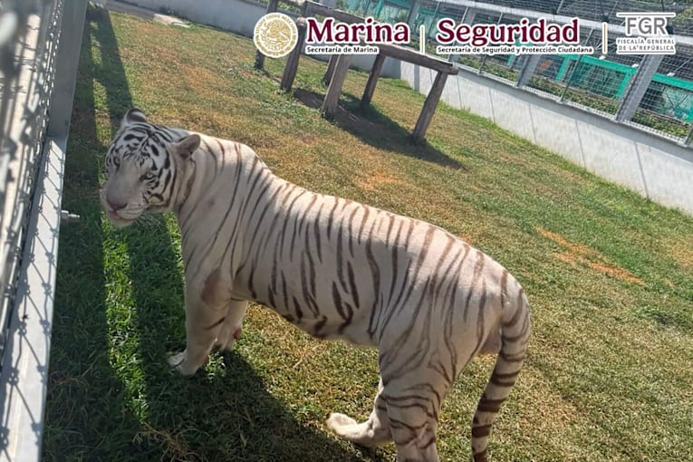 Tigers, jaguars, bison found in raid on fuel smugglers near U.S. border