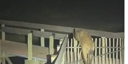 Man was filming ‘extraordinary wildlife encounter.’ Seconds later hyenas were charging at him