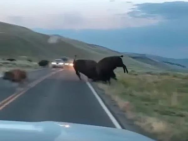 Bison fight on Yellowstone road reveals raw power of iconic beasts