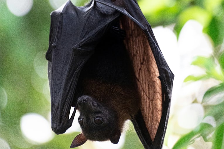 Family discovers 3 rare baby bats on patio. Why that's good news

