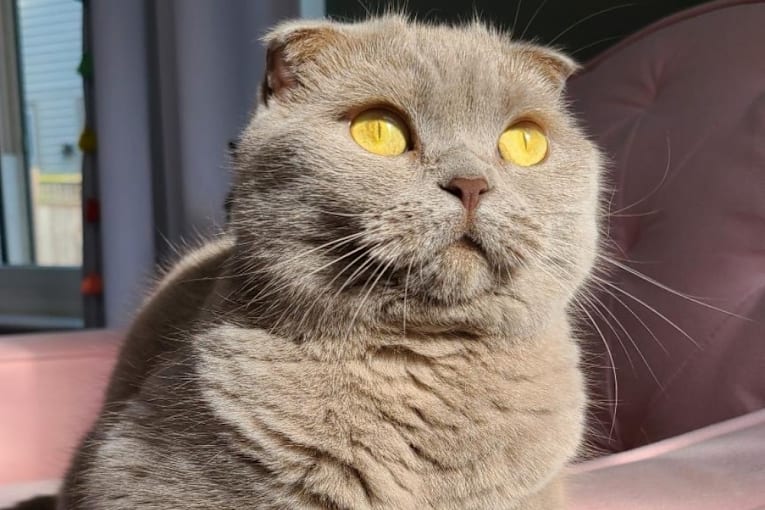 AOL Pet of the Week, Aug. 24: Busy the Scottish Fold