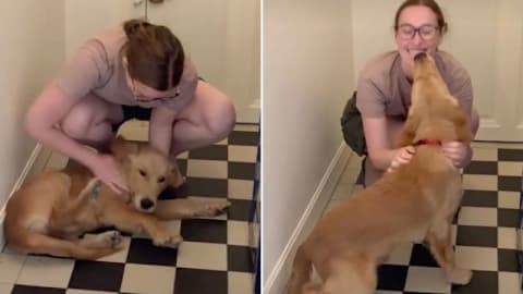 Golden retriever waits by the door for human to come home, then has the sweetest greeting