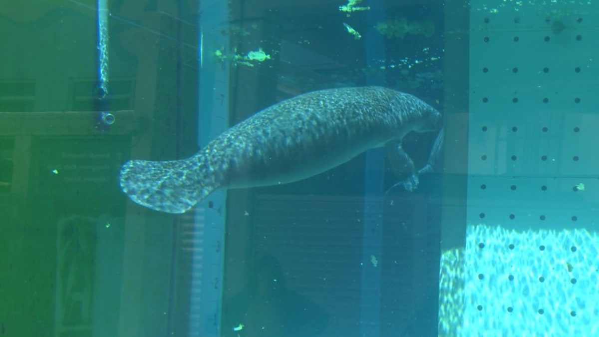 Clearwater Marine Aquarium’s Manatee Rehabilitation Center reopens to ...