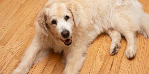 Senior dog&rsquo;s vet visit ends with unexpected kisses from someone special