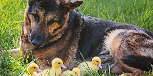 German shepherd patiently endures duck's ballerina routine
