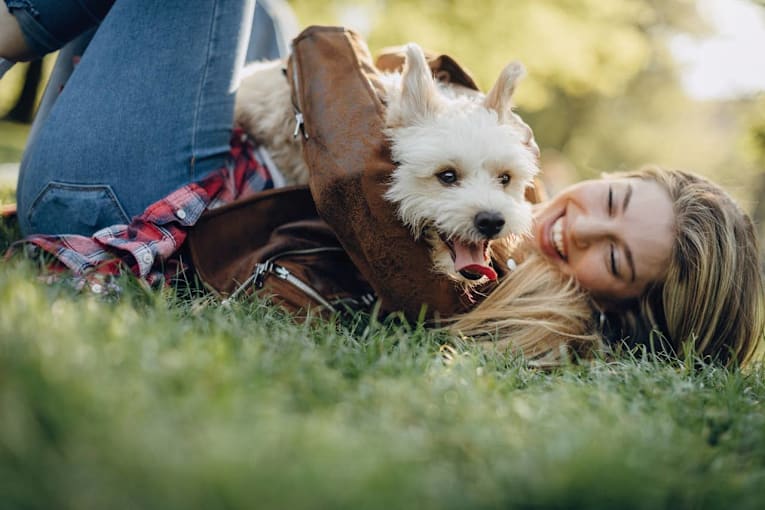 5 words that feel like praise to dogs