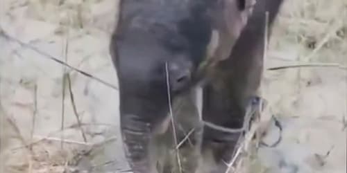 Baby elephant swept 3 miles down river is saved by fishermen, reunited with its mom