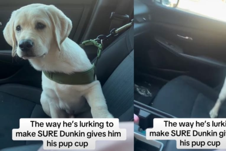 Labrador puppy keeps a close eye on human to make sure he gets his pup cup